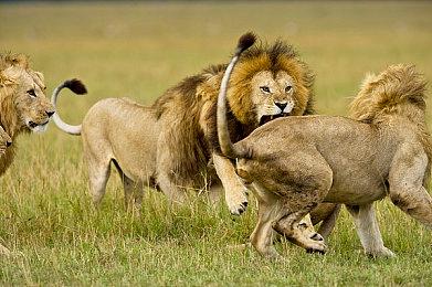 《幻象破坏者OMNIA》新实机演示 美少女格斗对战